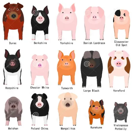 Pig types